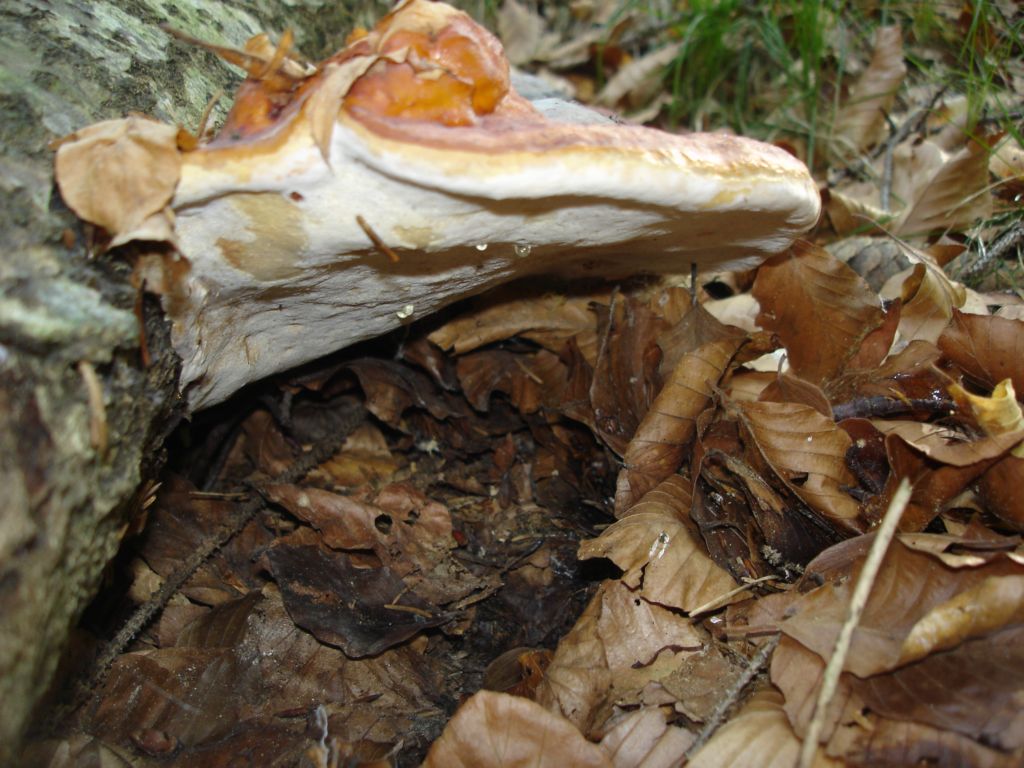 Arrivano i Boletus 09-07-2006